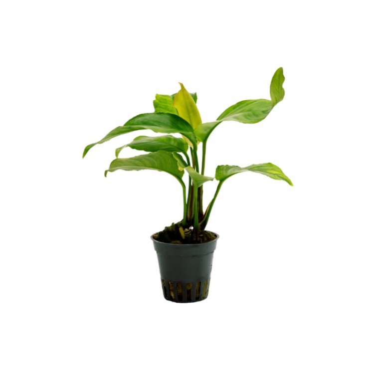 Planta acvariu Stoffels Anubias Heterophylla - imagine 3